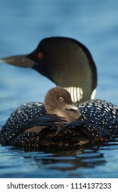 Common Loon In Minnesota Agnieszka Bacal.