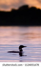 Common Loon In Minnesota Agnieszka Bacal.