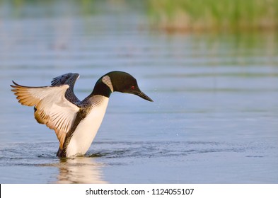 Common Loon In Minnesota Agnieszka Bacal.