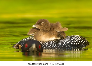 Common Loon In Minnesota Agnieszka Bacal.