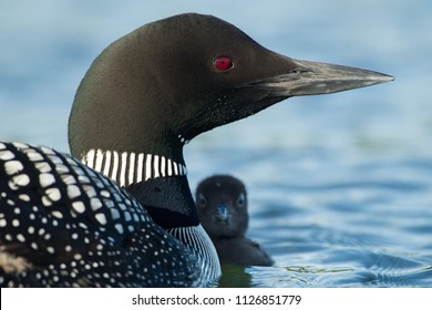 Common Loon In Minnesota Agnieszka Bacal.