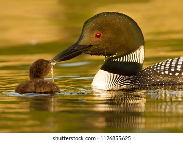 Common Loon In Minnesota Agnieszka Bacal.