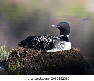 Common Loon Nesting On Its Nest With Marsh Grasses, Mud And Water By The Lake Shore In Its Environment And Habitat Displaying Red Eye, Black And White Feather Plumage,  With A Blur Background. Loon.