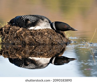 Common Loon Nesting On Its Nest With Marsh Grasses, Mud And Water By The Lake Shore In Its Environment And Habitat Displaying Red Eye, Black And White Feather Plumage, With Body Reflection. Loon.