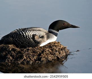 Common Loon Nesting On Its Nest With Marsh Grasses, Mud And Water In Its Environment And Habitat Displaying Red Eye, Black And White Feather Plumage, Greenish Neck.