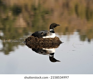 Common Loon Nesting On Its Nest With Marsh Grasses, Mud And Water In Its Environment And Habitat Displaying Red Eye, Black And White Feather Plumage, Greenish Neck With Body Reflection. Loon