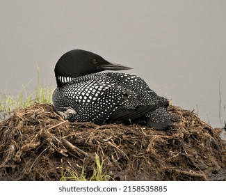 Common Loon Nesting On Its Nest With Marsh Grasses, Mud And Water In Its Environment And Habitat Displaying Red Eye, Black And White Feather Plumage, Greenish Neck With A Blur Background. Loon Photo.