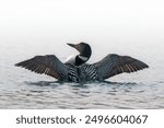 Common Loon of North America