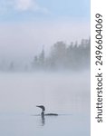 Common Loon of North America