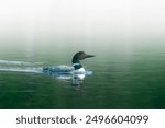 Common Loon of North America