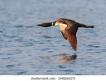 Common Loon on the Lake