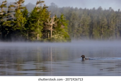 A Common Loon on a Lake in Maine 