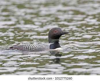 Common Loon On Ottertrack Lake In The Boundary Waters Canoe Area In Minnesota