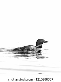 Common Loon on a white background