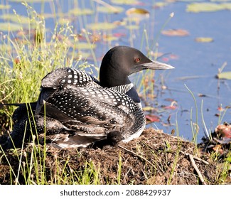 Common Loon With One Day Baby Chick Under Her Feather Wings On The Nest Protecting And Caring For The Baby Loon In Its Environment And Habitat. Loon Mother And Baby Chick.