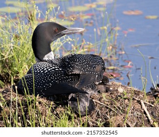 Common Loon With One Day Baby Chick Under Her Feather Wings On The Nest Protecting And Caring For The Baby Loon In Its Environment And Habitat. Loon Mother And Baby Chick.