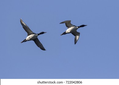 Common Loon Pair In Flight