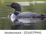 Common Loon parent with young looking up at it portrait s