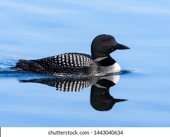Common Loon with Reflection Swimming in Blue Water