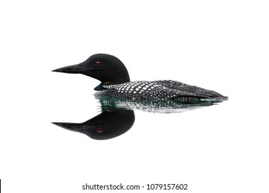 Common Loon with Reflection  Swimming on White Background, Isolated