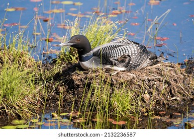 302 Loon Photo Images, Stock Photos & Vectors | Shutterstock