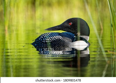 Common Loon resting at the surface of a northern lake.