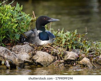Common Loon Sitting on the Nest on Green Background	