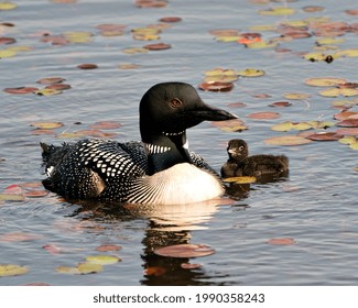 Common Loon swimming and caring for baby chick loon with water lily pads foreground and background and enjoying the miracle new life in their environment and wetland habitat. Baby Loon. 