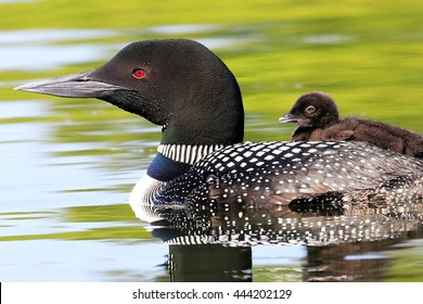 Common Loon swimming with chick