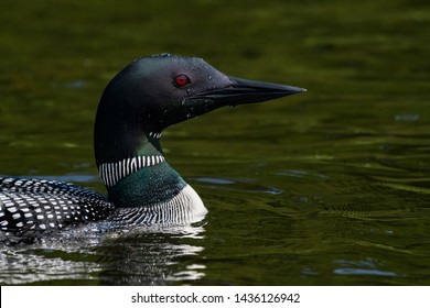 Common loon Swimming in Green Water, Closeup Portrait