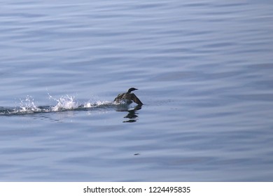 Common Loon Taking Off In Flight