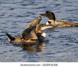 Common Loon  Young Bird With Spread Wings In Its Wetland Environment And Habitat With Blur Ripple Blue Water Background And Parent Loon. Flapping Wings. Wing Span.  