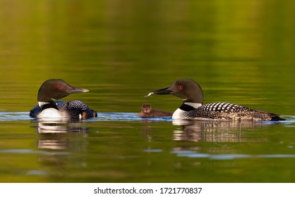 Common Loons (Gavia immer) feeding their chick in Ontario, Canada