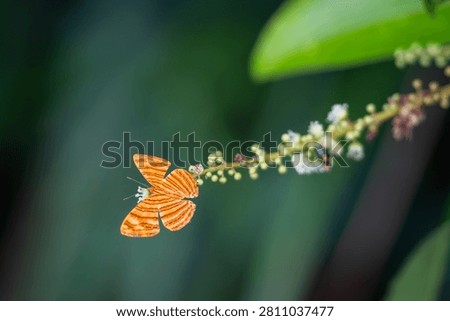 The common Maplet (Chersonesia risa) standing on a leaf, this orange stripped butterfly is living in Pang Sida National Park, Sa Kaeo Province, Thailand