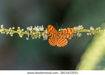 The common Maplet (Chersonesia risa) standing on a leaf, this orange stripped butterfly is living in Pang Sida National Park, Sa Kaeo Province, Thailand