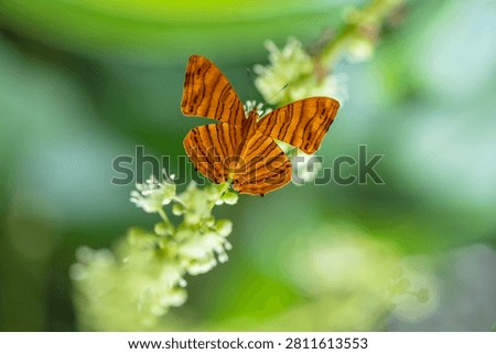 The common Maplet (Chersonesia risa) standing on a leaf, this orange stripped butterfly is living in Pang Sida National Park, Sa Kaeo Province, Thailand
