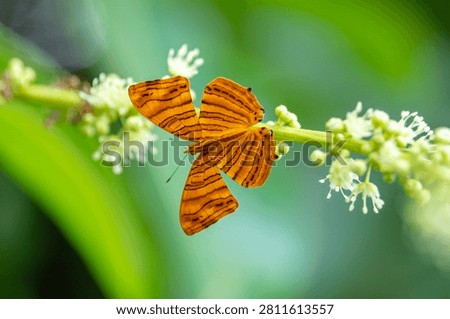 The common Maplet (Chersonesia risa) standing on a leaf, this orange stripped butterfly is living in Pang Sida National Park, Sa Kaeo Province, Thailand
