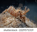 Common Marbled Shrimp, Broken-back Shrimp (Saron marmoratus)