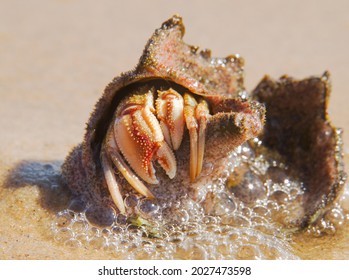 Common Marine Hermit Crab In A Shell On The Beach