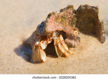 Common Marine Hermit Crab In A Shell On The Beach