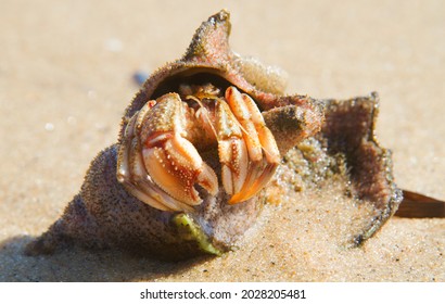 Common Marine Hermit Crab In A Shell On The Beach