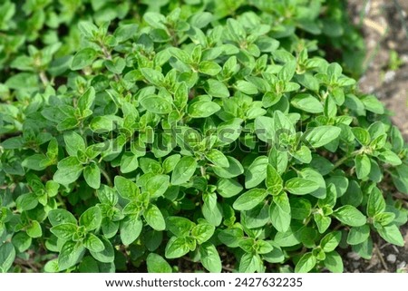 Common marjoram leaves - Latin name - Origanum vulgare