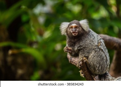 Common marmoset.