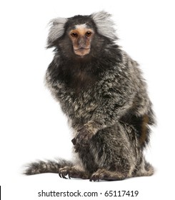 Common Marmoset, Callithrix jacchus, 2 years old, sitting in front of white background