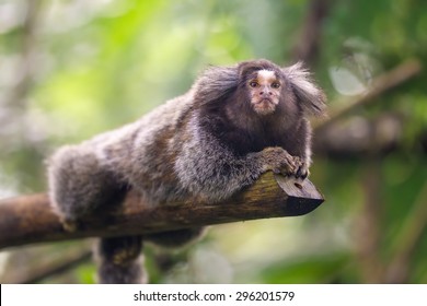 Common Marmoset Callithrix jacchus sitting in a tree