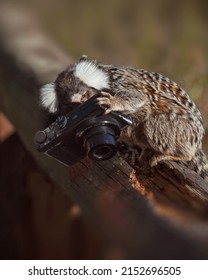 Common marmoset (Callithrix jacchus) is a small photographer,  monkey photographer holding a digital camera, monkey taking photos