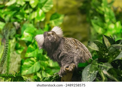common marmoset, (Callithrix jacchus), surrounded by green vegetation