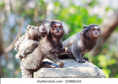 The common marmoset (Callithrix jacchus) White-eared monkey family: male and female with baby. Selective focus