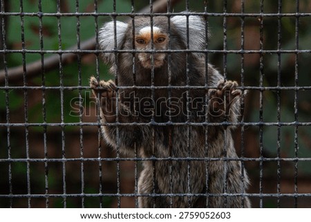 A Common Marmoset in captivity.