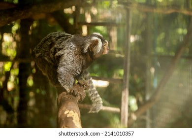 Common Marmoset Monkey (Callithrix jacchus) also called white-tufted marmoset or white-tufted-ear marmoset is a New World monkey.
